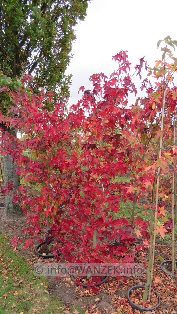 Liquidambar styraciflua - Herbst 05.JPG